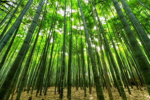 The wonderful benefits of Bamboo fabric 🐼